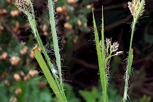 Luzula multiflora Heath Wood-rush