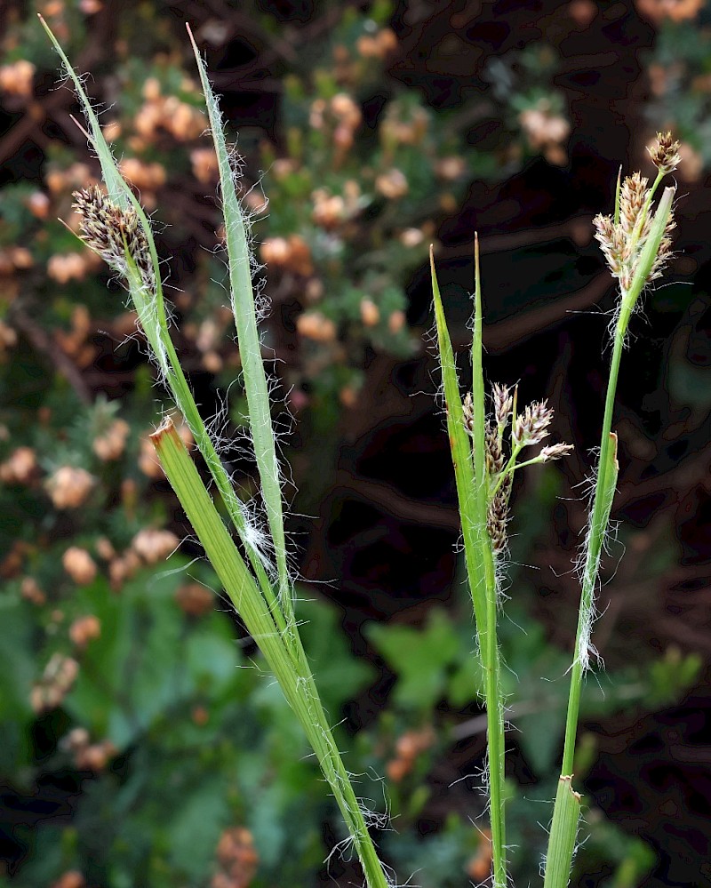 Luzula multiflora - © Charles Hipkin