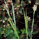 Luzula multiflora