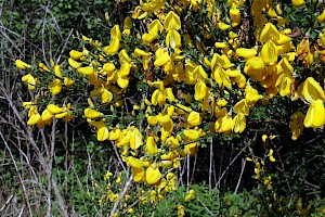 Broom: Cytisus scoparius