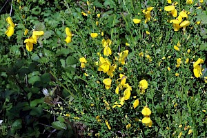 Broom: Cytisus scoparius