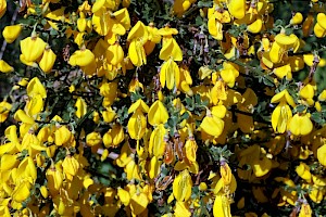 Broom: Cytisus scoparius