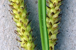 Bottle Sedge: Carex rostrata