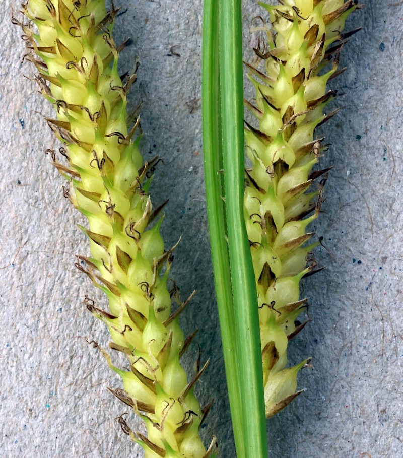 Carex rostrata - © Charles Hipkin