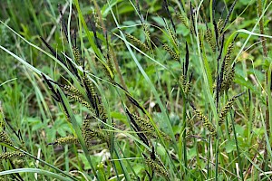 Carex flacca Glaucous Sedge