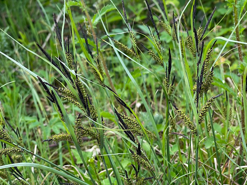 Carex flacca - © Charles Hipkin