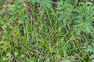 Wood-sedge: Carex sylvatica