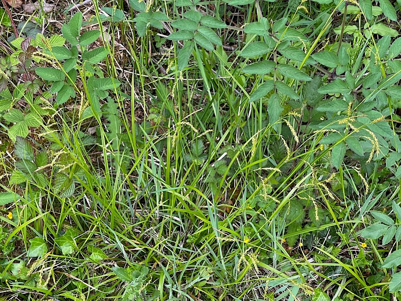 Carex sylvatica - © Charles Hipkin