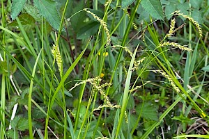 Wood-sedge: Carex sylvatica