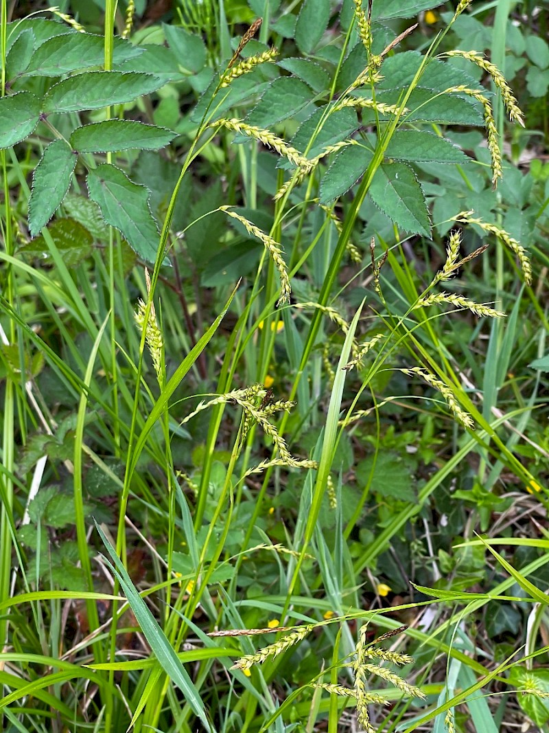 Carex sylvatica - © Charles Hipkin