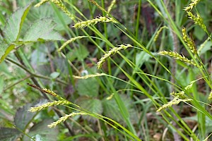 Wood-sedge: Carex sylvatica