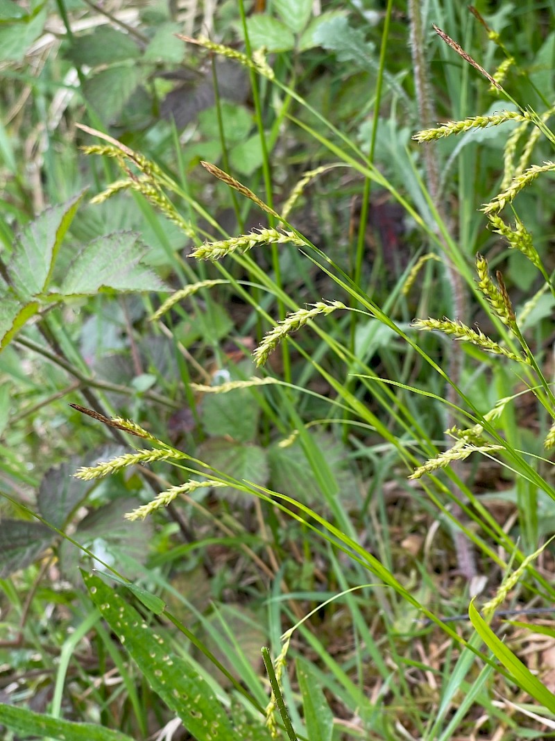 Carex sylvatica - © Charles Hipkin