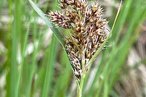 Heath Wood-rush: Luzula multiflora