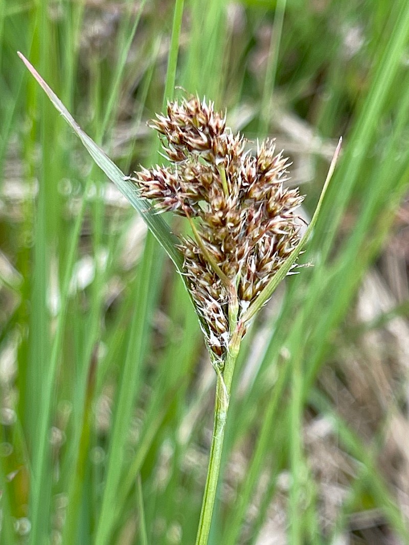 Luzula multiflora - © Charles Hipkin