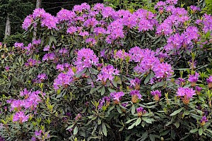 Rhododendron: Rhododendron ponticum