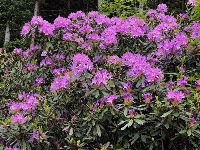 Rhododendron ponticum - © Charles Hipkin