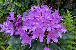 Rhododendron ponticum Rhododendron