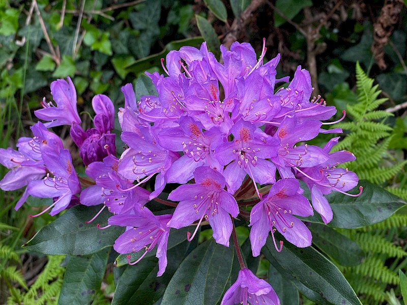 Rhododendron ponticum - © Charles Hipkin