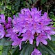 Rhododendron ponticum