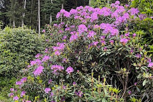 Rhododendron: Rhododendron ponticum