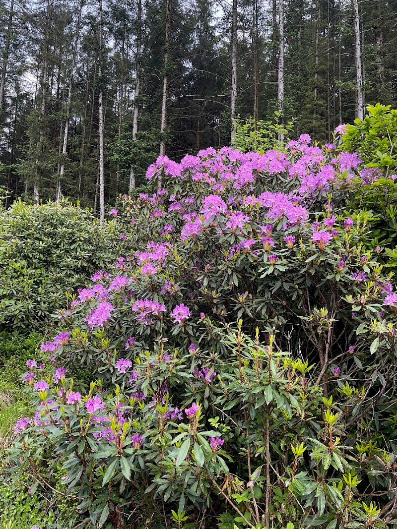 Rhododendron ponticum - © Charles Hipkin