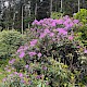 Rhododendron ponticum