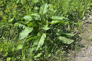 Broad-leaved Dock: Rumex obtusifolius