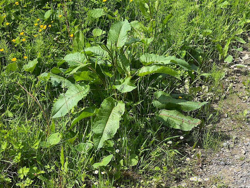 Rumex obtusifolius - © Charles Hipkin