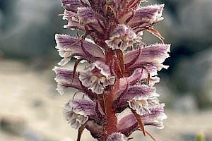 Common Broomrape: Orobanche minor