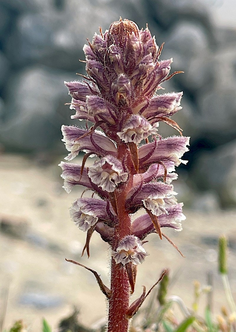 Orobanche minor - © Charles Hipkin