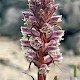 Orobanche minor