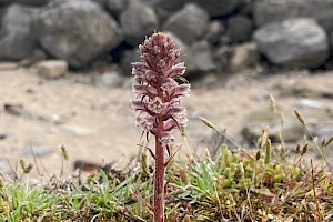 Common Broomrape: Orobanche minor