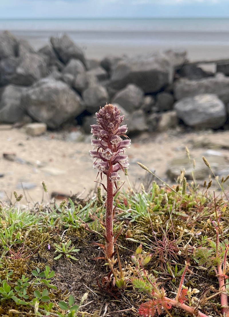 Orobanche minor - © Charles Hipkin