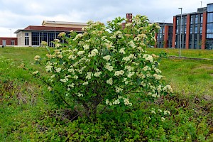 Swedish Whitebeam: Sorbus intermedia