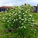 Sorbus intermedia