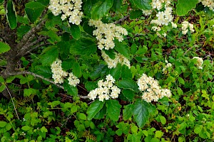 Swedish Whitebeam: Sorbus intermedia