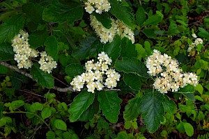 Swedish Whitebeam: Sorbus intermedia