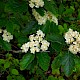 Sorbus intermedia