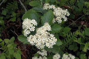 Swedish Whitebeam: Sorbus intermedia