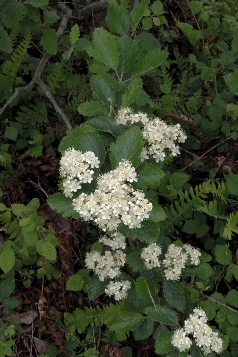 Sorbus intermedia - © Charles Hipkin