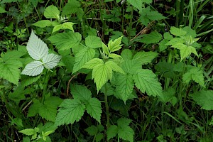 Raspberry: Rubus idaeus