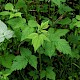 Rubus idaeus