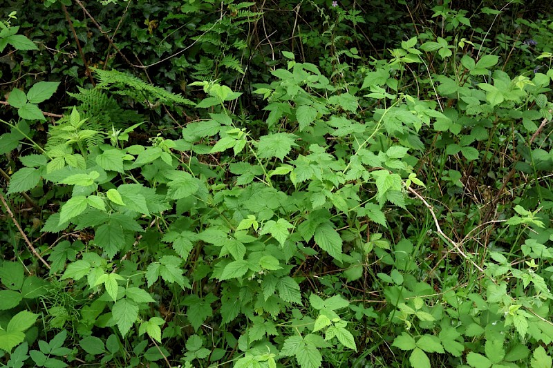 Rubus idaeus - © Charles Hipkin