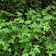 Rubus idaeus