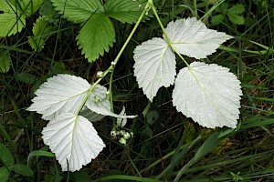 Raspberry: Rubus idaeus