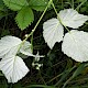 Rubus idaeus