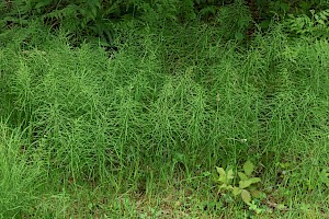 Field Horsetail: Equisetum arvense