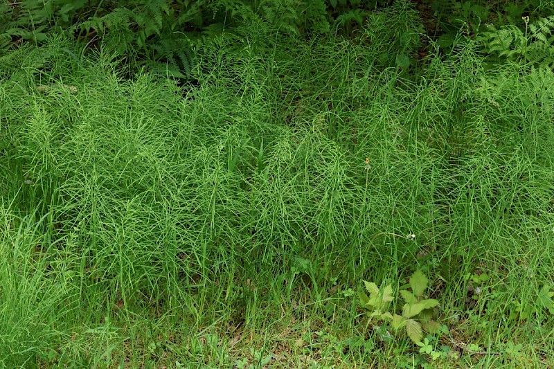 Equisetum arvense - © Charles Hipkin