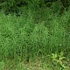 Equisetum arvense