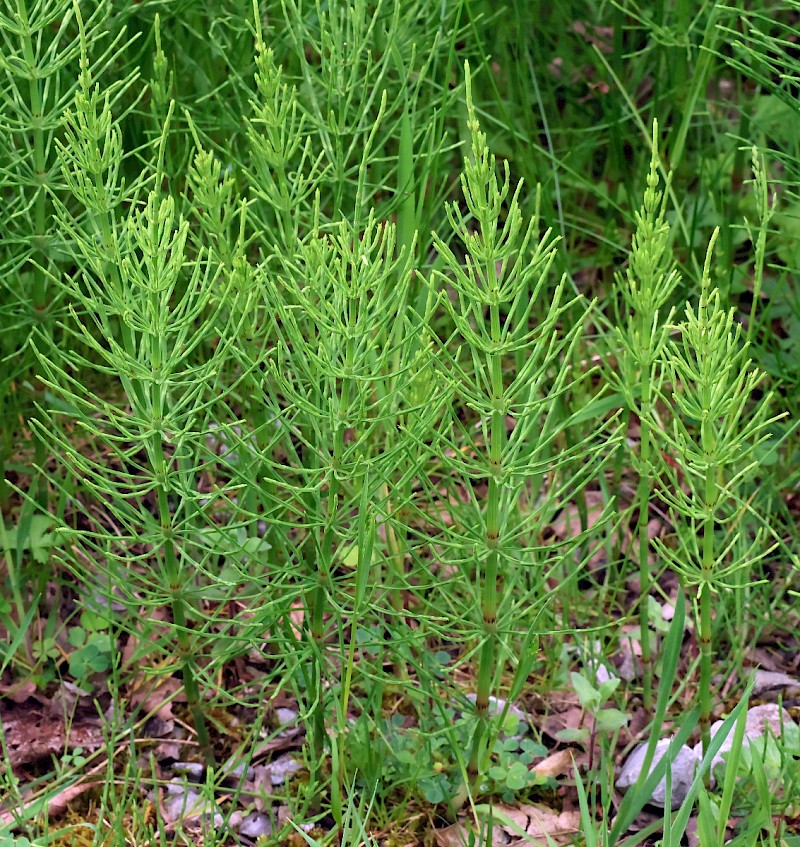 Equisetum arvense - © Charles Hipkin